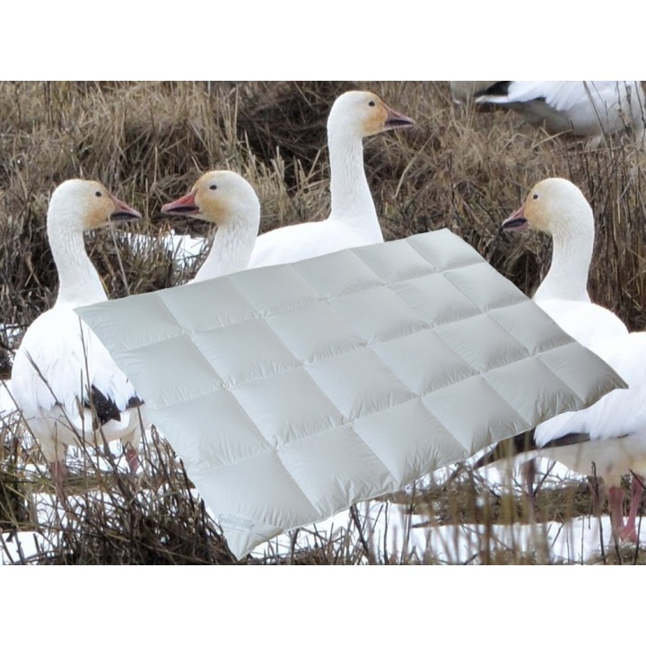 ARO® Snowgoose® Light