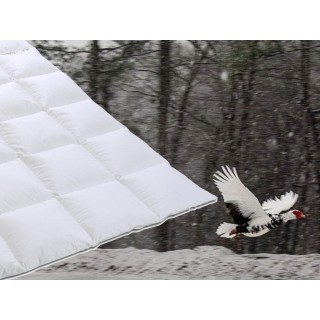 Wild Siberian Duck - winterdekbed